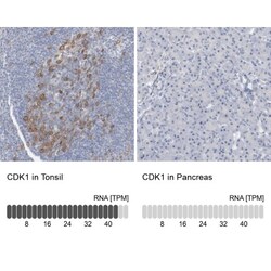 CDC2/CDK1 Antibody, Novus Biologicals:Antibodies:Primary Antibodies